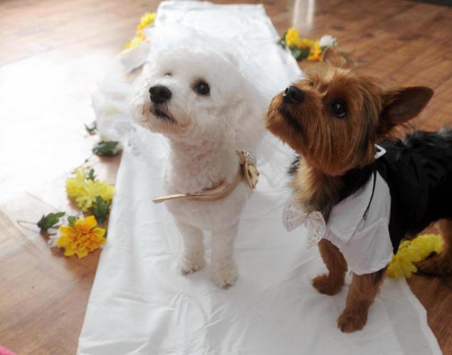 two dogs wait to get married in wedding clothes