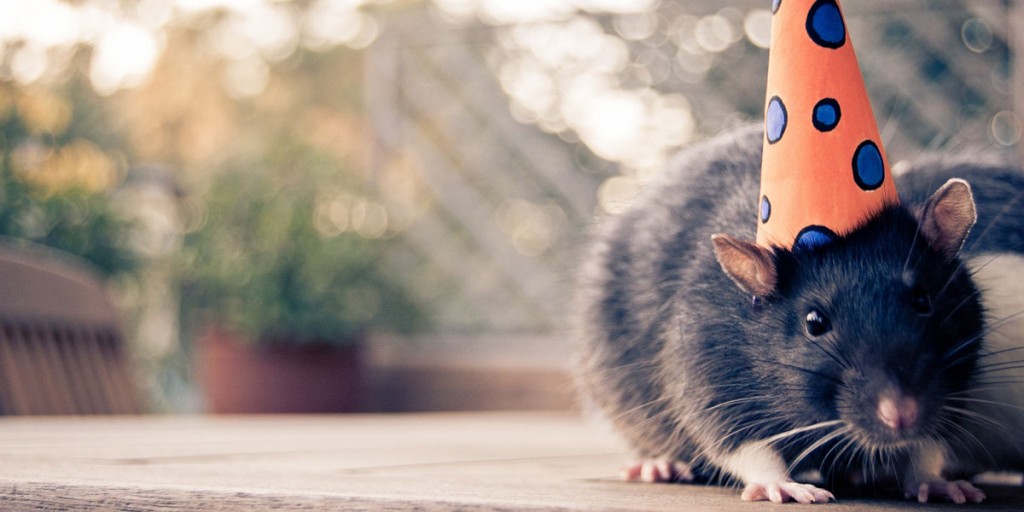 cute rat with the birthday hat